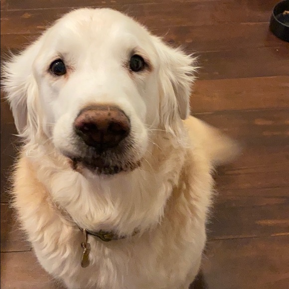 Meet your Posher, Cynthia - Picture 1 of 1